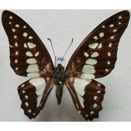 Graphium evemon eventus Fruhstorfer, 1908 Malaysia 57mm48b